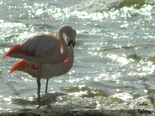 Cintia_s_t en Hamelin: Fauna  (Miramar), #flamencos #miramardeansenuza #turismomiramar @cintia_s_t 