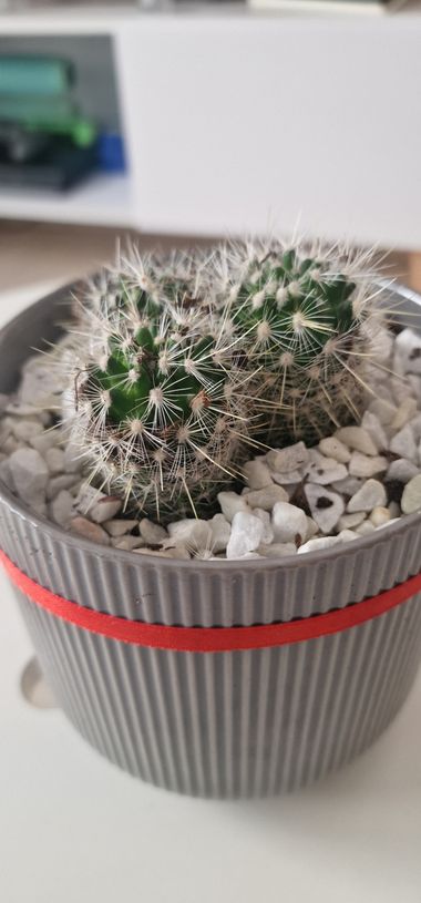 Lgonzalez.luis en Hamelin: Flora, #cactus 