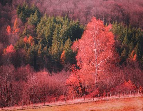 Dragantrosic en Hamelin: Paisaje  (Vrnjacka Banja), #autumn_leaves #autumncolors #autumntrees #autumnphotograhy 