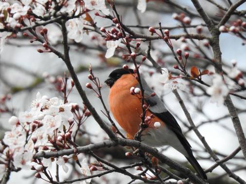 olaya96fg en Hamelin: Fauna  (Gijón), Pyrrhula pyrrhula (Linnaeus, 1758), #Aves21