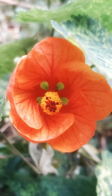 Mpinfante en Hamelin: Flora, Callianthe picta, # flor de Abutilón ( llamada flor de la abuela )