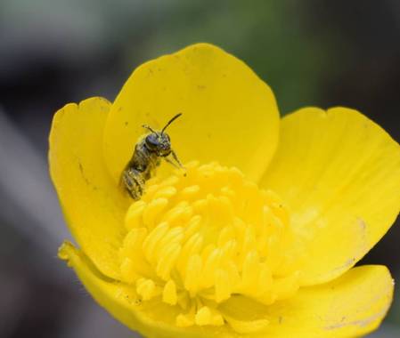 Reich  en Hamelin: Flora  (Aldeire), #flora21 