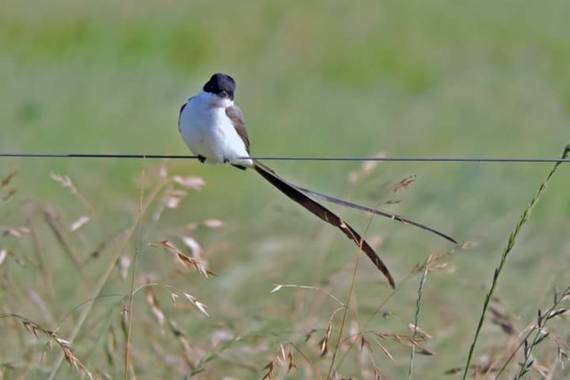 Acedogloria en Hamelin: Fauna  (Junín), Tyrannus savana Daudin, 1802, #Aves21                                        
Nombre científico: Tyrannus savana
Cl...