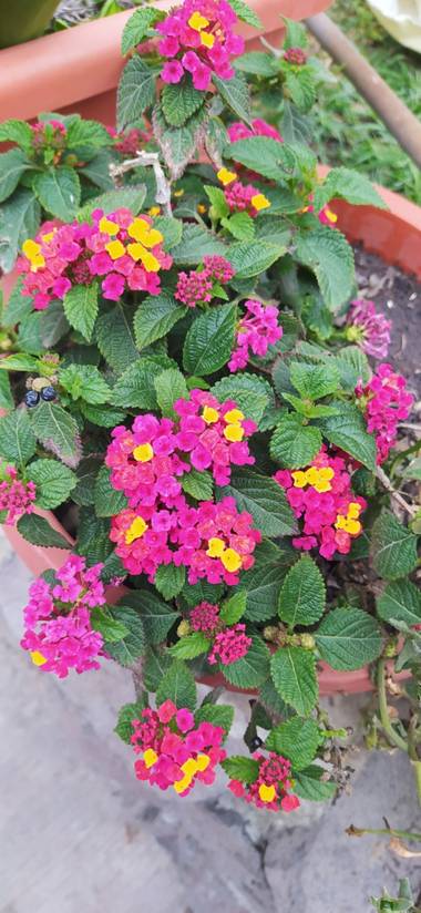 Daymartinezz2000 en Hamelin: Flora  (San Pablo de las Salinas), Lantana camara, #naturaleza