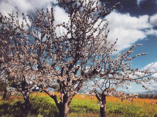 Lorenagdown en Hamelin: Flora  (Vegas del Genil), Prunus dulcis