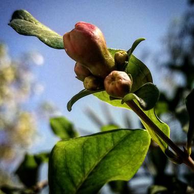 Navarroarevalomariateresa en Hamelin: Flora  (Viesca), Poco a poco se llena de colorido el árbol de granado..