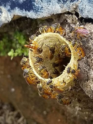 anjofear en Hamelin: Observación  (Andalucía), #@microorganismos