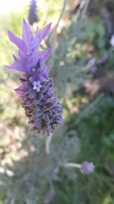 emax.linkin en Hamelin: Flora 