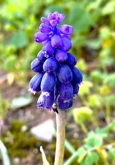 su en Hamelin: Flora  (Gelves), Muscari neglectum, Flores de primavera 