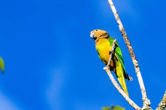 Camiloacca94 en Hamelin: Fauna  (Vistahermosa), Eupsittula pertinax (Linnaeus, 1758), El perico cara sucia (Eupsittula pertinax),​ también denominado peric...