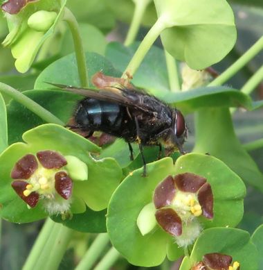 Solerantonio2 en Hamelin: Fauna  (Almería), Insecto