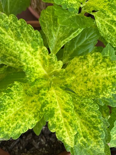 Carrascosamarcos50 en Hamelin: Flora, Plectranthus spp., Plantas de interior