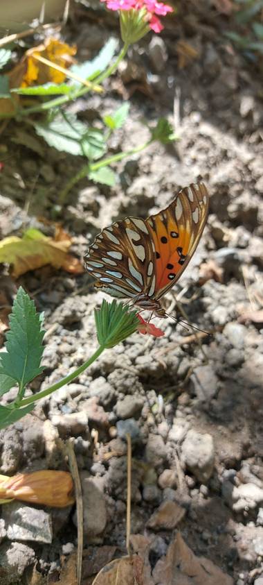 Candesandez1 en Hamelin: Fauna  (Lanús Oeste)