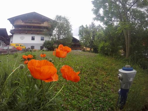 Danihorvath en Hamelin: Flora, Papaver orientale