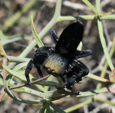 Solerantonio2 en Hamelin: Fauna  (La Marina), Araña saltarina