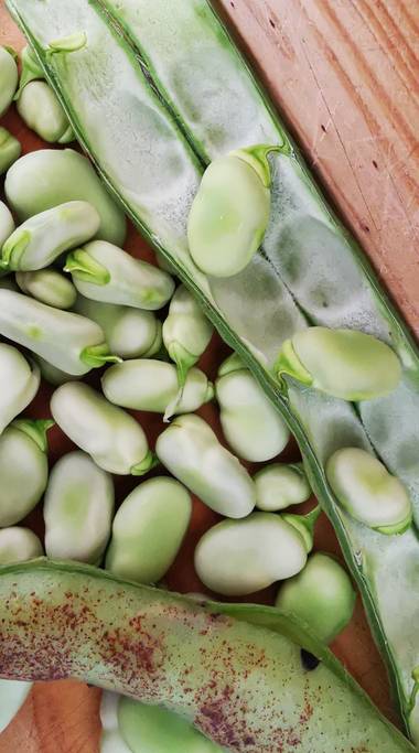 Mau Larsen en Hamelin: Flora  (Benidorm), Vicia faba, Vicia faba, comúnmente conocida como haba —vocablo usado también para sus frutos y semillas—, es una ...