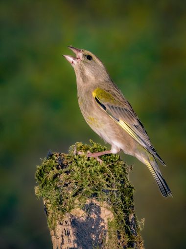 Pablosdoc en Hamelin: Fauna  (el Pont de Vilomara i Rocafort), Chloris chloris (Linnaeus, 1758), #hamelin #aves #nature #naturaleza #birds #wildlife #fauna...