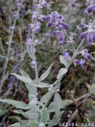 Mpinfante en Hamelin: Flora  (La Coruña), Perovskia atriplicifolia, .