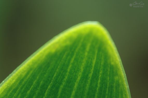 miradasbotanicas en Hamelin: Flora, #flora #naturaleza #macro