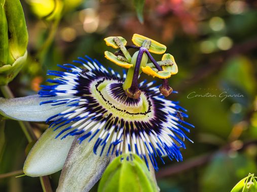 Kons en Hamelin: Flora, Passiflora caerulea