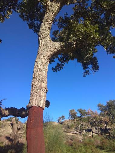Jositocerro en Hamelin: Flora  (Valencia de Alcántara)