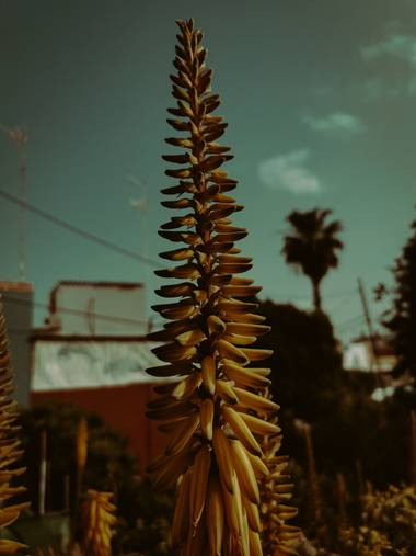 Toti Suárez en Hamelin: Flora  (Las Palmas de Gran Canaria), Aloe vera, #hamelin #hamelin21 #flor #grancanarias #canarias #flora 