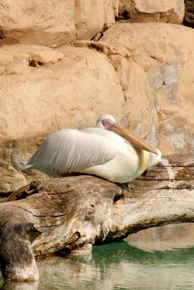 Logarma en Hamelin: Fauna  (Sant Jaume d'Enveja), Pelecanus onocrotalus Linnaeus, 1758, #Aves 21