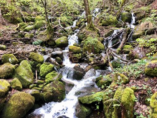 Naturalezadebarrio en Hamelin: Paisaje  (Bausen), Bosque encantado de Carlac#plantaunarbol#naturalezadebarrio#hayas#carlac#bausen