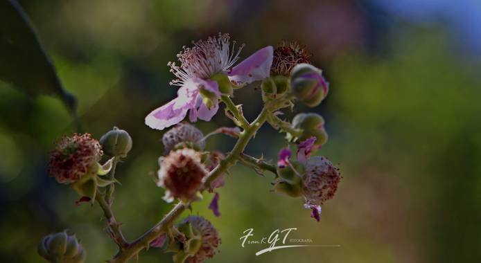 Frankgt48 en Hamelin: Flora  (San Agustín del Guadalix), #flora21