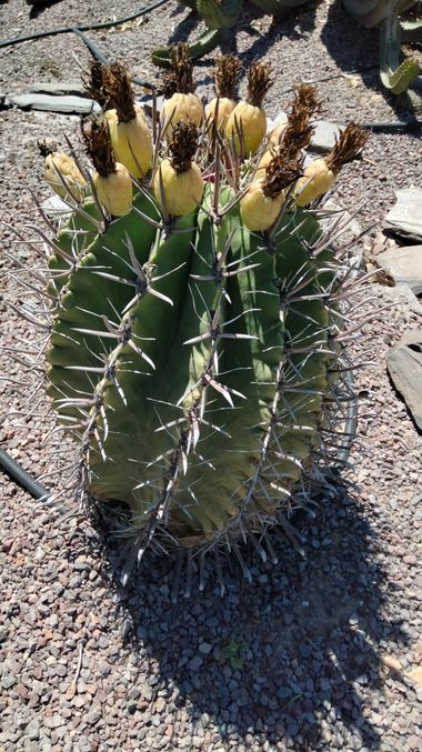 Solerantonio2 en Hamelin: Flora  (Almeria), Ferocactus herrerae, Planta