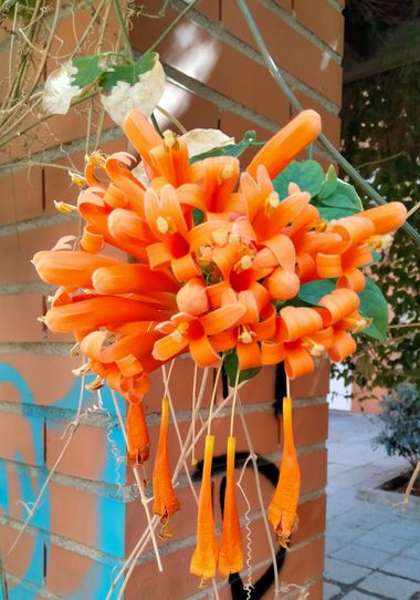 Solerantonio2 en Hamelin: Flora  (Almería), Pyrostegia venusta, Planta