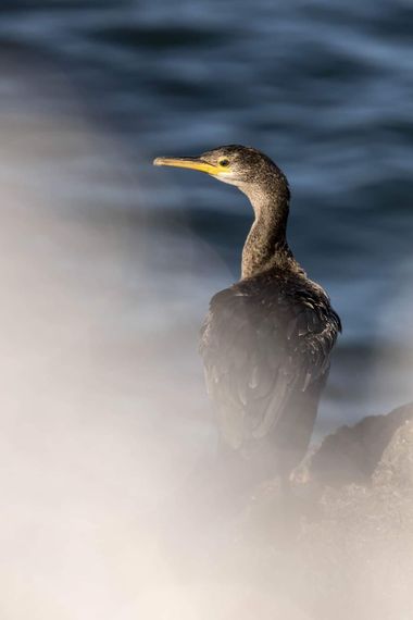 Luis Alvarez en Hamelin: Fauna  (Gozón), Gulosus aristotelis (Linnaeus, 1761), #aves #birds #fauna 