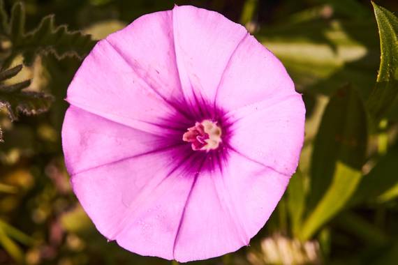 Juanma Espinosa en Hamelin: Flora  (Benahavís), Convolvulus althaeoides, #macro #flora #colores #primavera 
