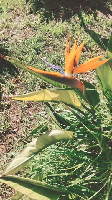 Solerantonio2 en Hamelin: Flora  (Avenida del Mediterráneo), Ave del paraiso