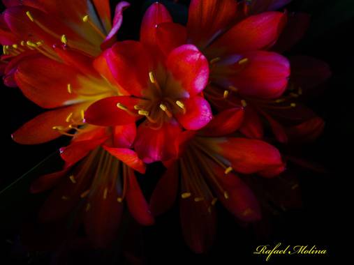Rafael Molina  en Hamelin: Flora  (Málaga), Clivia miniata, #flor #naturalezafloral#malaga #andalucia 