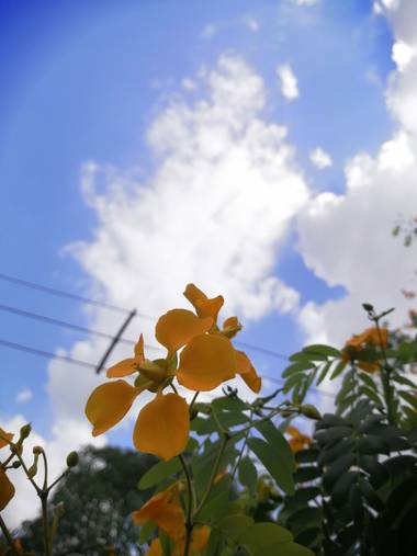 Kenyjimenez9 en Hamelin: Flora  (San Pelayo)