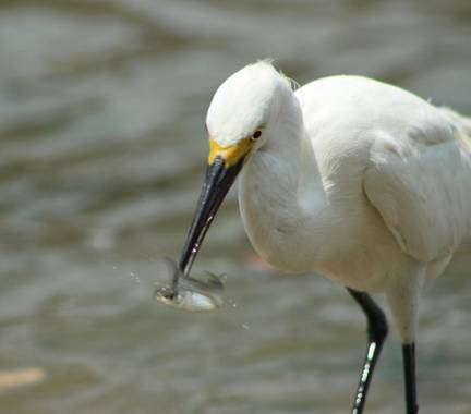 Neilmarquez en Hamelin: Fauna, Esta es una Garza