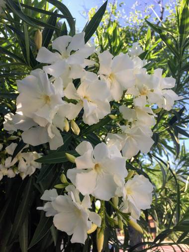 Erikalan9 en Hamelin: Flora  (Sant Cugat del Vallès), Nerium oleander