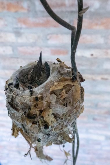 flacamlau en Hamelin: Fauna  (Llambi Campbell), #colibri #picaflor #nido #pichon #aves 
