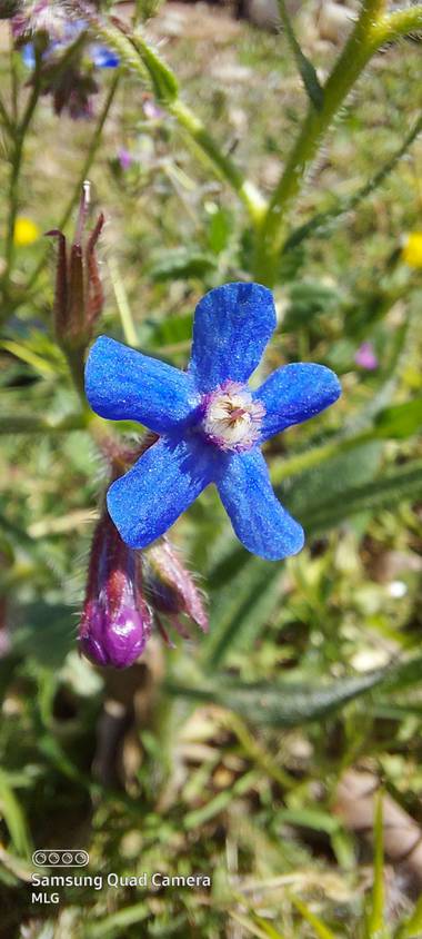 Apasnau75 en Hamelin: Flora  (Pizarra), Anchusa italica, De la familia de las Boraginaceae. Comúnmente llamada lengua de buey.