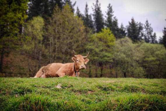 XᵢₓₐWₕᵢₜₑ en Hamelin: Fauna  (Atxondo), Bos taurus taurus, Hazme una foto así como que no me doy cuenta.
Betizu. Bos taurus taurus.