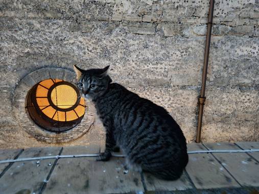Jonathanmartinbedia0007 en Hamelin: Fauna, 📸@