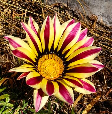 alincithask8.hdezglez en Hamelin: Flora, 🤩