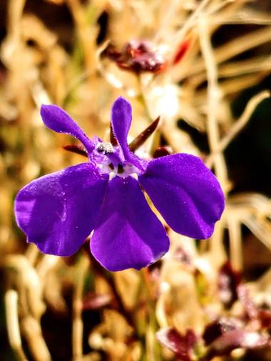 Raquelitacaceres1969 en Hamelin: Flora  (Madrid), Lobelia erinus, #tamañonatural.