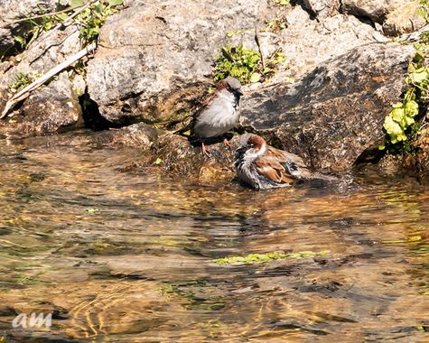 Martinezantonio.correo en Hamelin: Fauna  (Madrid), Passer domesticus (Linnaeus, 1758), #aves#gorrion#CumpleHamelin