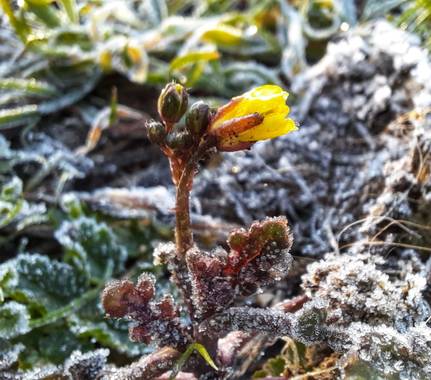 Naomi en Hamelin: Flora  (Barcelona), Saxifraga aretioides, #mañanasheladas#flor#invierno20