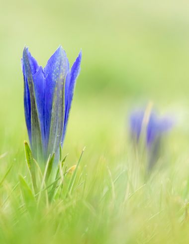Juanfra.1791 en Hamelin: Flora  (Dólar), Gentiana pneumonanthe subsp. depressa (Boiss.) Malag.
