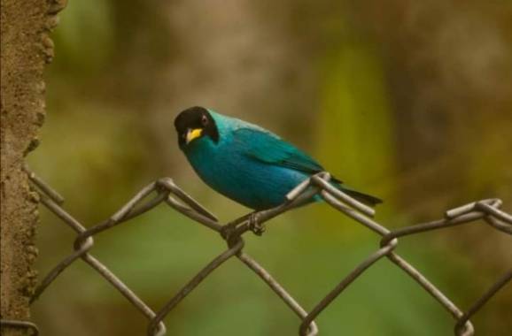 Oneida1328 en Hamelin: Fauna  (Guática), Chlorophanes spiza (Linnaeus, 1758), Ave silvestre, aquí vigilando el grupo🤪
