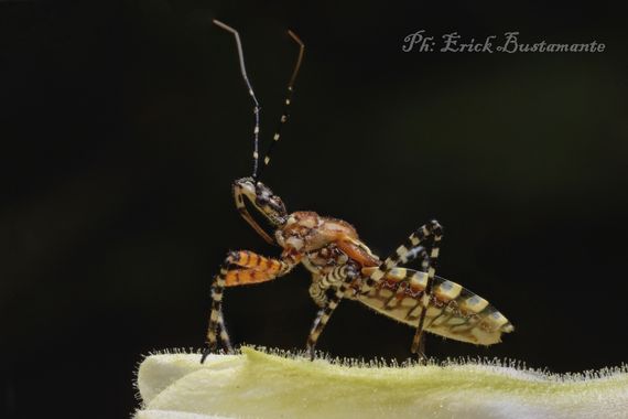 Erickb95 en Hamelin: Fauna  (Anillaco), Chinche juvenil posada en el pétalo de una flor