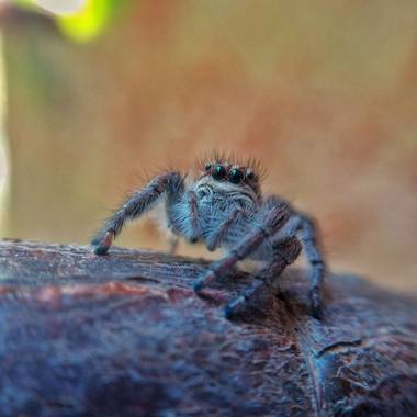 Cecilia82logiurato en Hamelin: Fauna, Araña